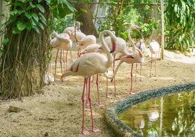 Meny greater flamingo photo