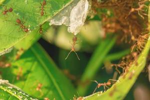 Many ants walking photo