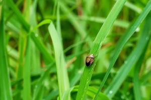 The insect on the grass on a nature background. photo