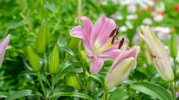 Lily in the garden on a nature background. photo