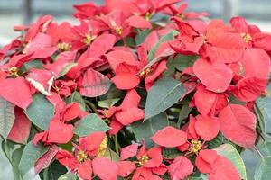 Poinsettia as ornamental trees during the Christmas season. photo