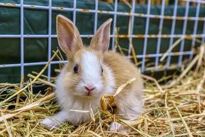 Rabbits are small mammals photo