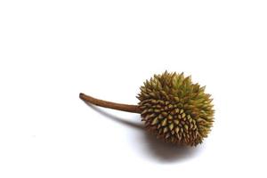 Durian isolated on the white background photo