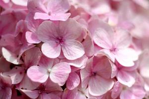 primer plano de la flor de hortensia foto