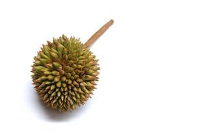 Durian isolated on the white background photo