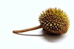 Durian isolated on the white background photo