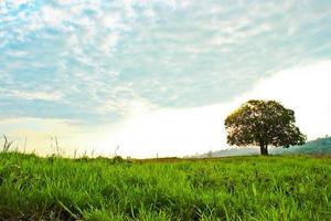 The tree in the meadow with wide sky and cloud photo