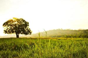 The tree and the meadow in the morning photo