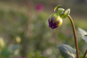 Beautiful Natural  flower Buds with Blurry Background photo