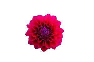 Beautiful Red Blooming Dahlia Flower Isolated on White Background Natural  View photo