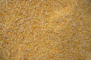 fondo de textura de maíz. callos amarillos como fondo. patrón de vegetales de maíz foto