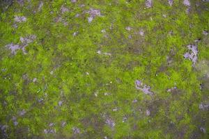 musgo en el fondo abstracto de la textura del suelo. fondo natural. textura de color verde musgo foto