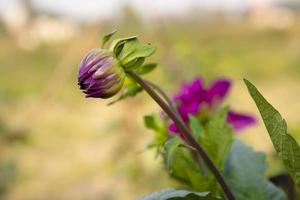 Beautiful Pink Color flower Buds with Blurry Background. Spring flower bud. dahlia flower bud Natural view photo