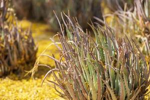 Rows of Aloe plants in a desert garden photo