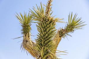 árboles de joshua verdes en medio del desierto foto