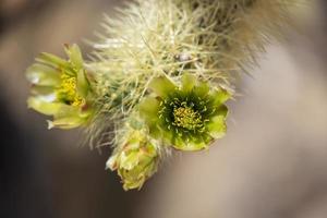 Cholla cactus garden in the middle of the desert photo