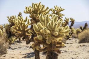 Cholla cactus garden in the middle of the desert photo