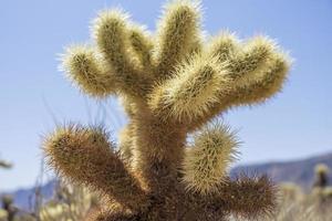 Cholla cactus garden in the middle of the desert photo