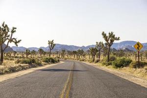 Green Joshua trees in the middle of the desert photo