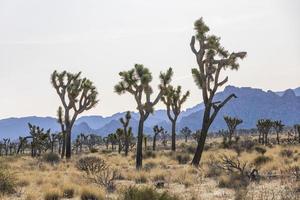 Green Joshua trees in the middle of the desert photo