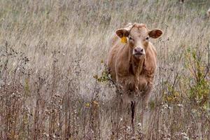 ternero jersey en el sureste de saskatchewan, canadá. foto