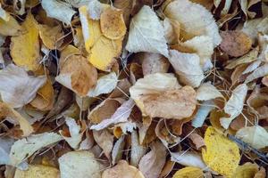 Yellow leaves raked into a pile photo