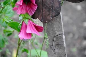 Pink Mallow flower with dewdrops on its petals. photo