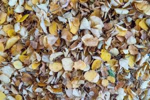 Yellow leaves raked into a pile photo