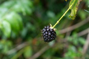 ripe blackberry on vine outside in sunlight photo