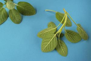 fresh sage leaves isolated on blue background photo