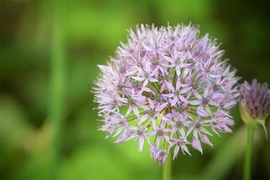 Allium Globemaster Purple flowers photo