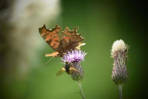 Butterfly landing on a Thistle photo