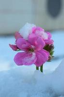 Snow covered Spring pink flower photo