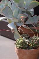 Echeveria Succulents in Pots photo