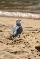 Cerca de una gaviota en la playa en un día soleado de verano en Nueva Zelanda foto