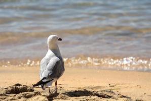 Close up of a Seagull at the beach on a sunny day of summer in New Zealand photo