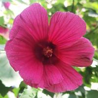 Newly bloomed hibiscus acetosella flower photo