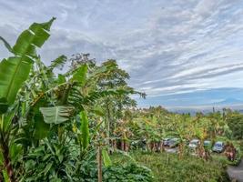 Traditionally cultivated banana tree plant, broad green leaves that partly break in the wind photo