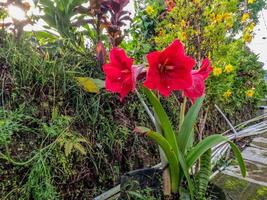 Amaryllis flowers in bloom are red, in black potted plants photo