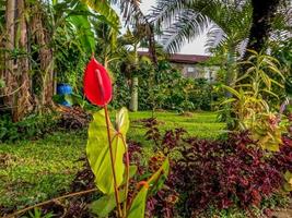 Red blooming anthurium flowers, planted in black polybags photo