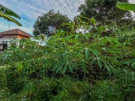 Cassava plant is still young, with green leaves, traditionally cultivated in the highlands photo