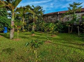 Coffee plants planted in gardens are not only for consumption, they are also used as home garden decorations photo