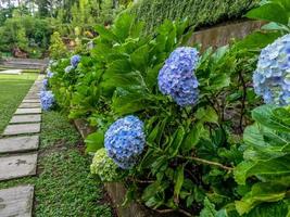 Hortensia flower plants that are in bloom are light blue, wide green leaves with jagged edges