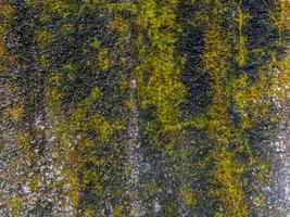 Walls in the garden with cement and natural stone overgrown with moss, as decorations to present a natural atmosphere at home photo