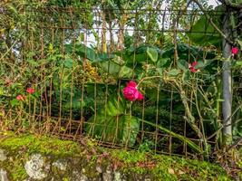 Rose flower plants that are blooming in red are growing wild in the yard of a slightly neglected house