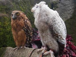 brown and white owl background photo with beautiful eyes
