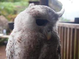 brown and white owl background photo with beautiful eyes