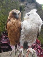 brown and white owl background photo with beautiful eyes