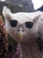 brown and white owl background photo with beautiful eyes