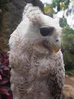 brown and white owl background photo with beautiful eyes